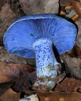 blue meanies shroom